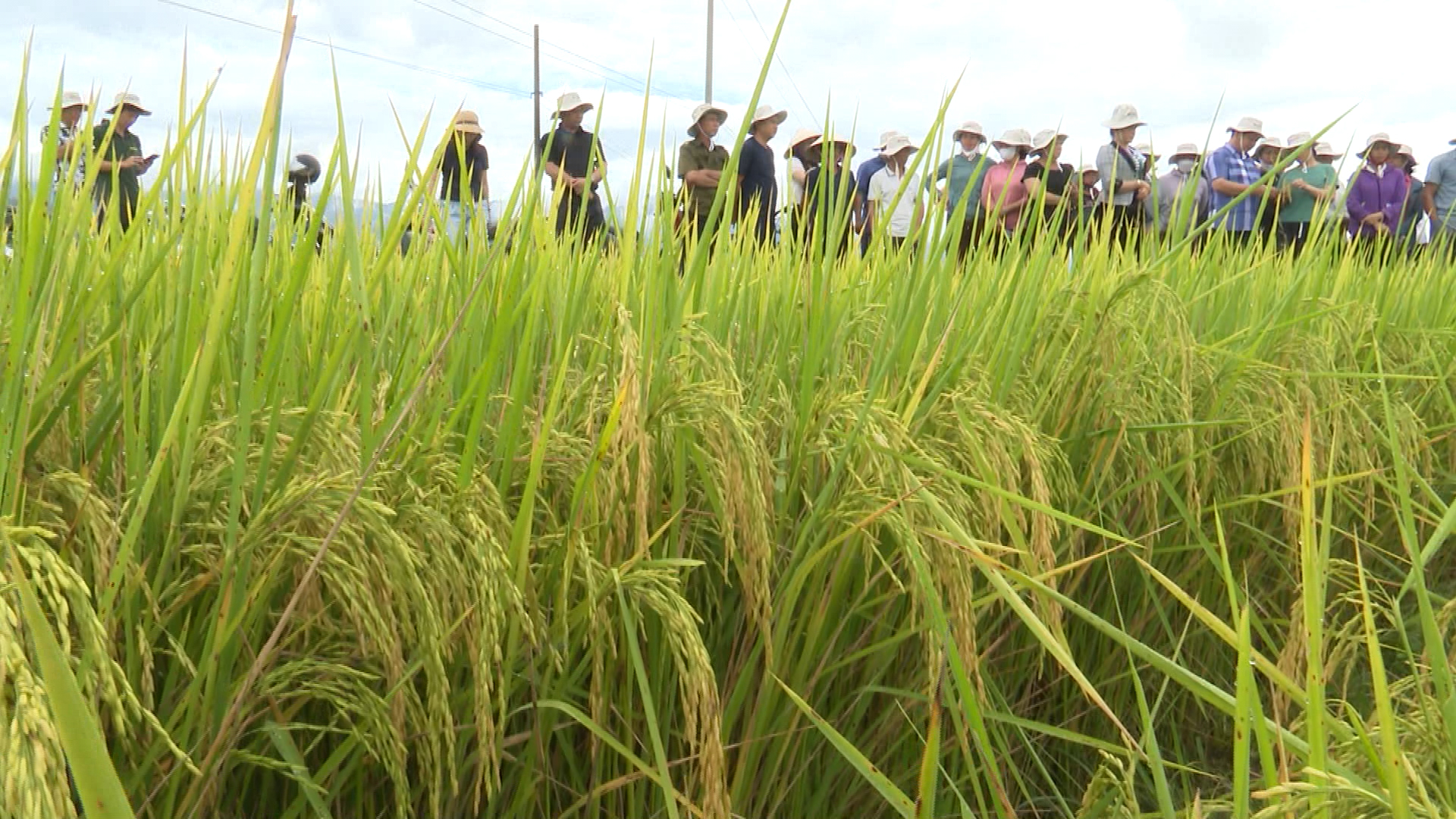 Hội thảo đầu bờ mô hình sản xuất lúa Ngọc Nương 9